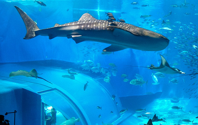 f8cfba2a9142005f3f50d7db4a8c10f1_3-ocean.jpg